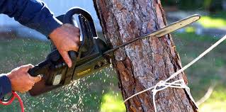  New Martinsville, WV Tree Services Pros