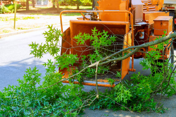 Reliable New Martinsville, WV Tree Services Solutions